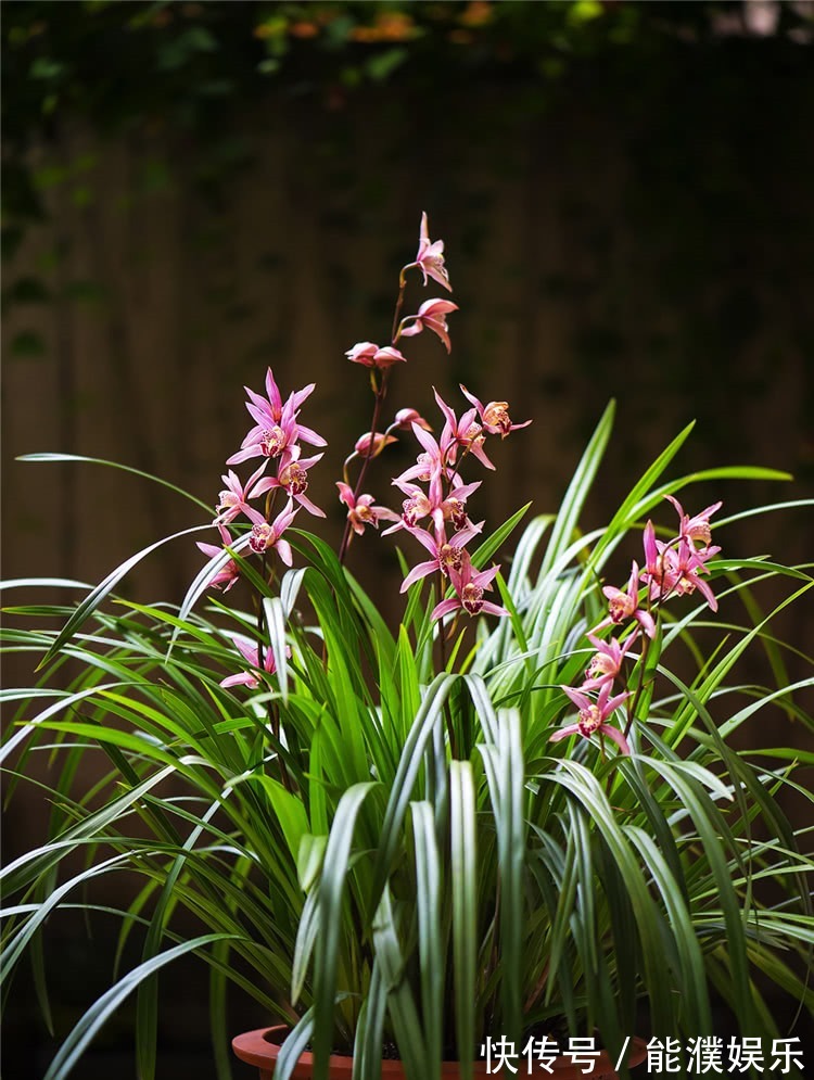 养兰花,牢记1个字,兰花蹭蹭长,枝叶油绿花娇俏!