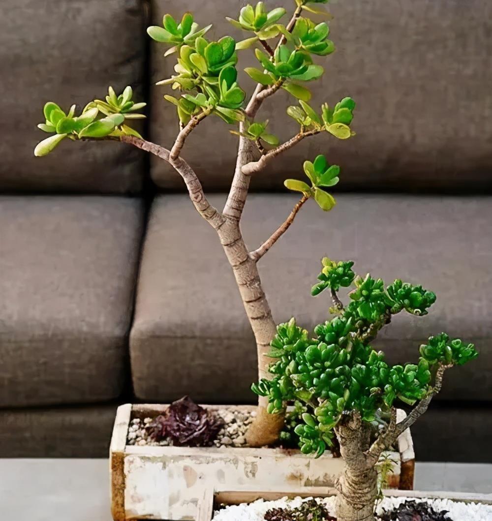 叶子|工作繁忙又想养花？推荐4种懒人花，丢阳台上不管也旺盛