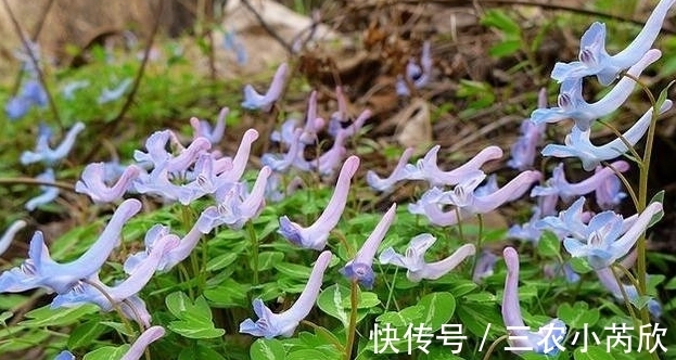 农村|有一种农村野草,以前一直被忽略,现在卖到30元一斤!