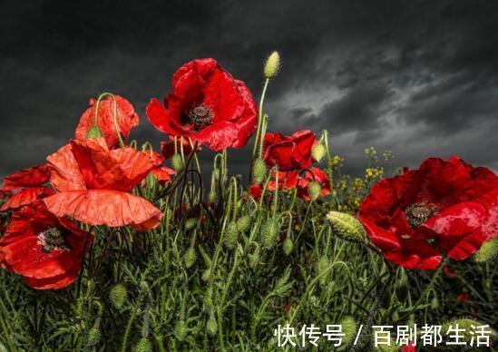 盘点十种招鬼的花,家里有这些花赶紧扔掉