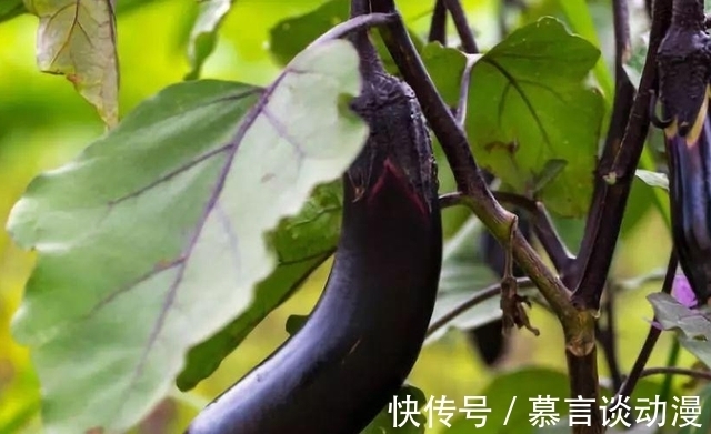 饮食习惯|茄子属于高血脂的“发物”吗?医生:预防高血脂,这3物尽量少吃