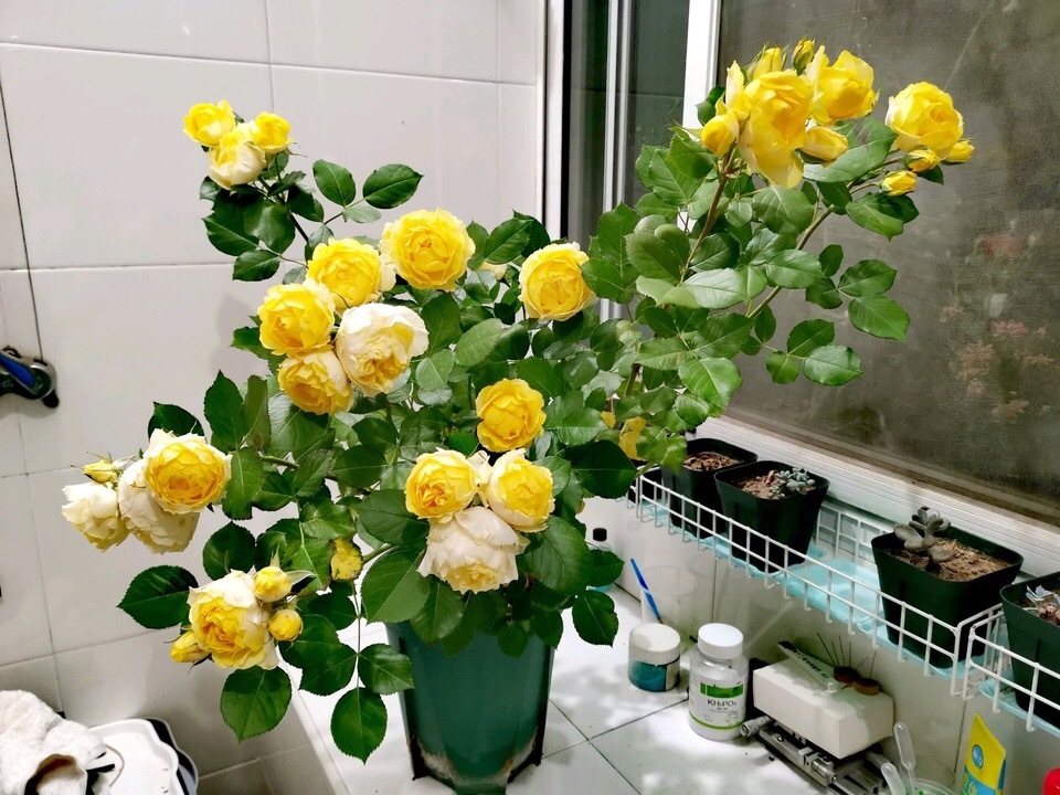 养花就死4个“坏毛病”很多人中招,烂根、死亡停不住