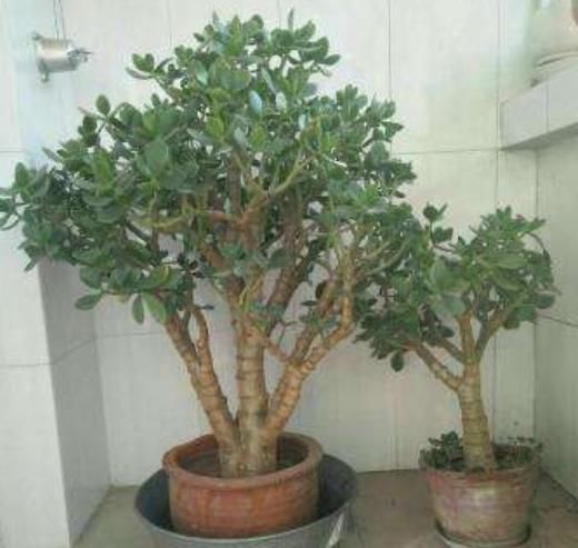 3种树最适合养成“老桩”，再用上“这方法”，还无需花钱就能养