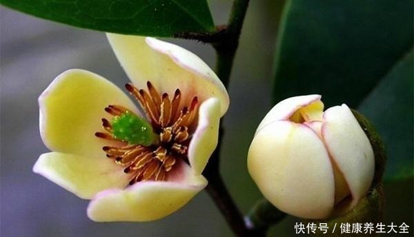 偶一|人称“天下第一香”!家里养一盆,芳香四溢精神好!