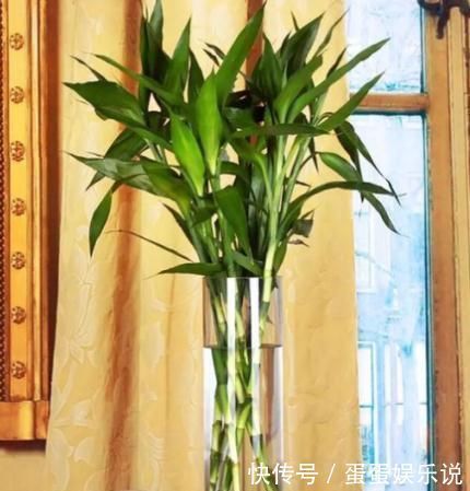 电视旁边放啥花卉好？此“3种”植物都爱养，一年四季绿油油