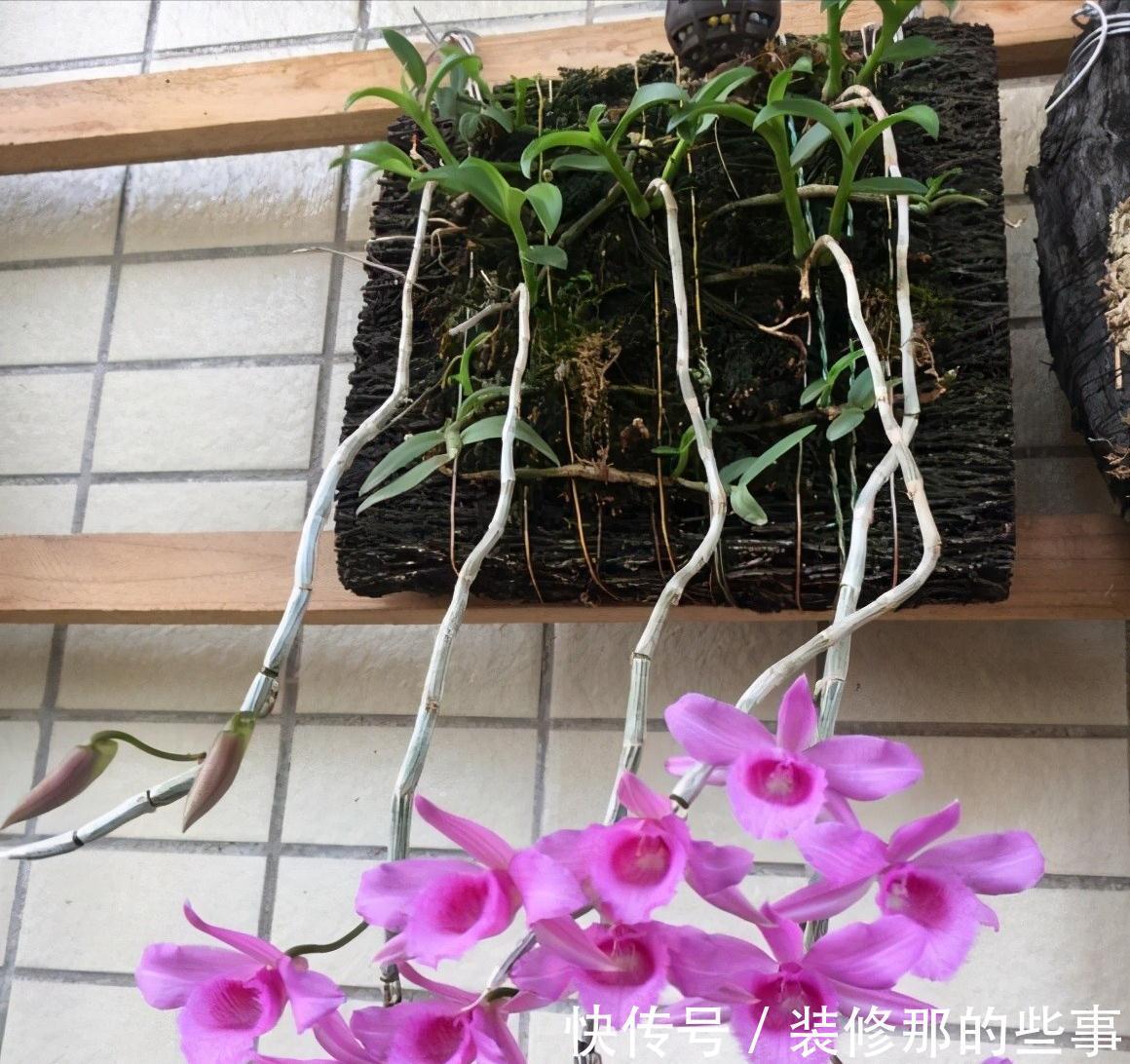 秋天到了,满地都是宝贝“松树皮”,养花有奇效