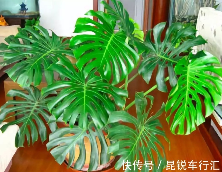 养花人不可不知的知识:盆栽此3款绿植,旺家旺人