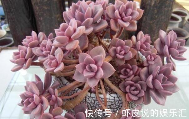 冬季多肉怎么养，做好3点，叶片上色快，轻松养出好状态