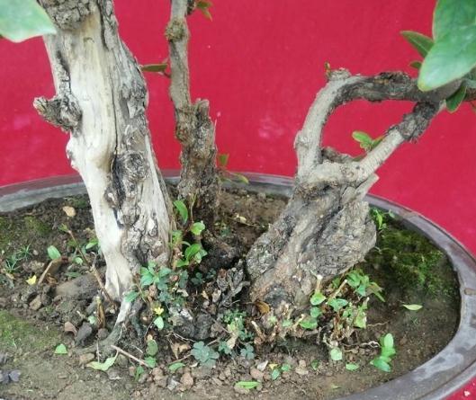 不会养花就养“3种树”，光一照就能长，养成老桩，价值翻10