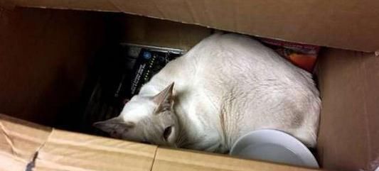 收到邮寄的宠物用品包裹打开发现一只萎靡