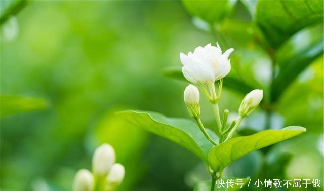 您家的院子，种了以下4种花卉吗我们一起来看看！