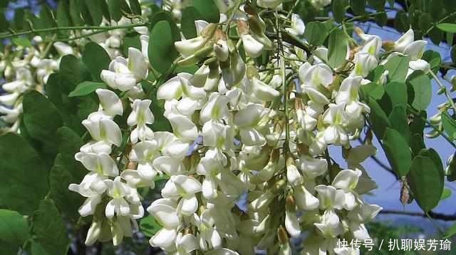 农村这些野菜,你吃的对么