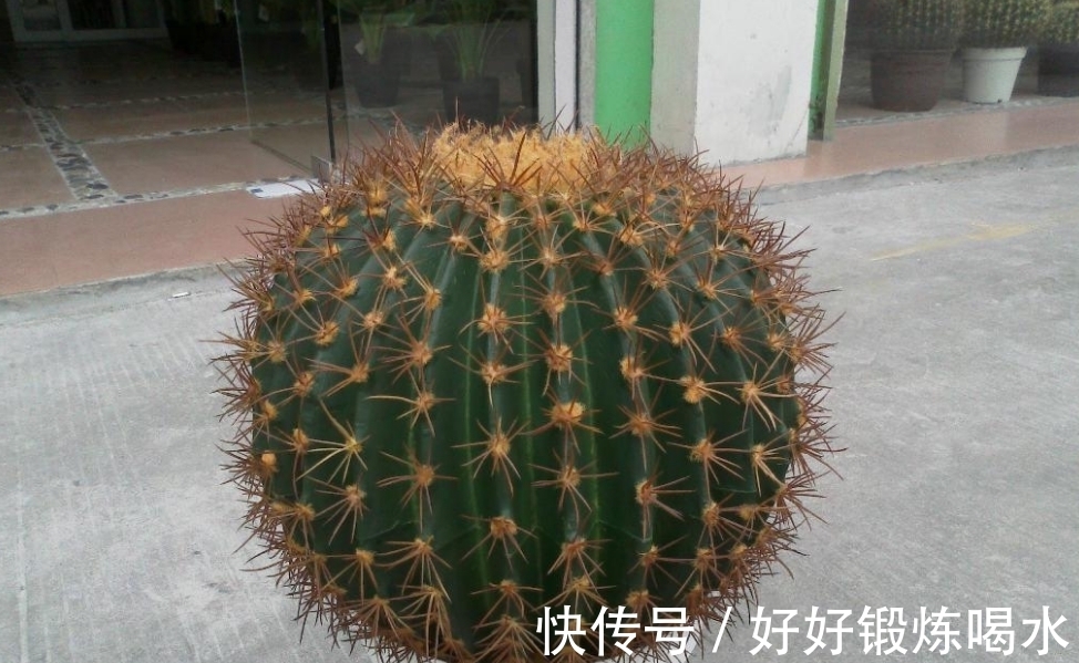 家养多肉,三种要不得,平时购买要谨慎