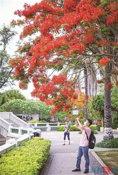 凤凰花开两季？ 并非如此