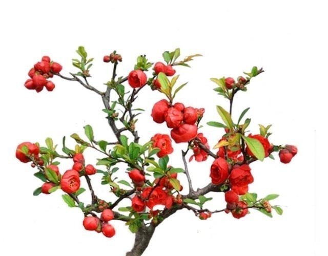 养价值|八种盆栽称为天然盆景，越养越美，越养价值越高、寿命几十年！