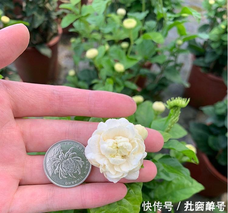 花界|此花号称“花中仙”,姿态端庄赛玫瑰,花期200天,新手也能养