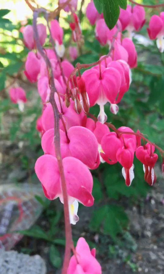 树荫下养点花,这4种花都耐阴,开花也超美