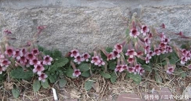  珍贵|它若长在您家路旁，请别拔掉，块根很珍贵，62元一斤