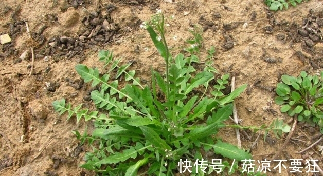 荠菜|长在地里的野菜，很少一部分人知道这种野草，营养价值却非常高。