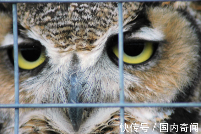 猎夫|清朝奇案,猎夫上山打猎回家妻子遇害,凶手是谁县令妙计破案