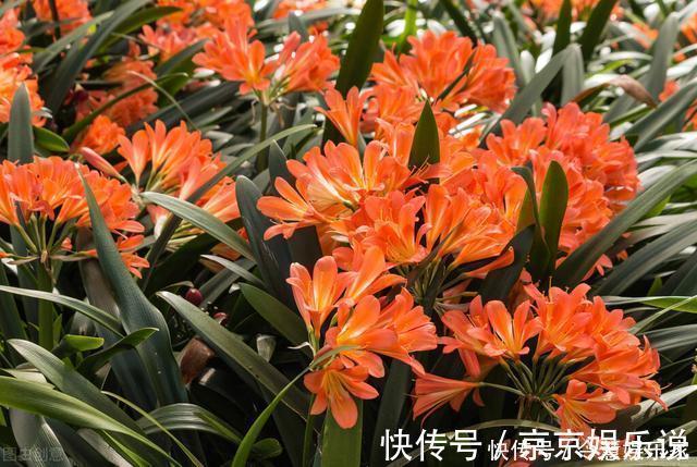 光照|君子兰催花实操经验,现在行动,一个月后就冒花箭