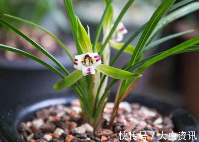 兰花|兰花总“焦尖”怎么办？通过“2点”分析，找到原因才能叶子油绿