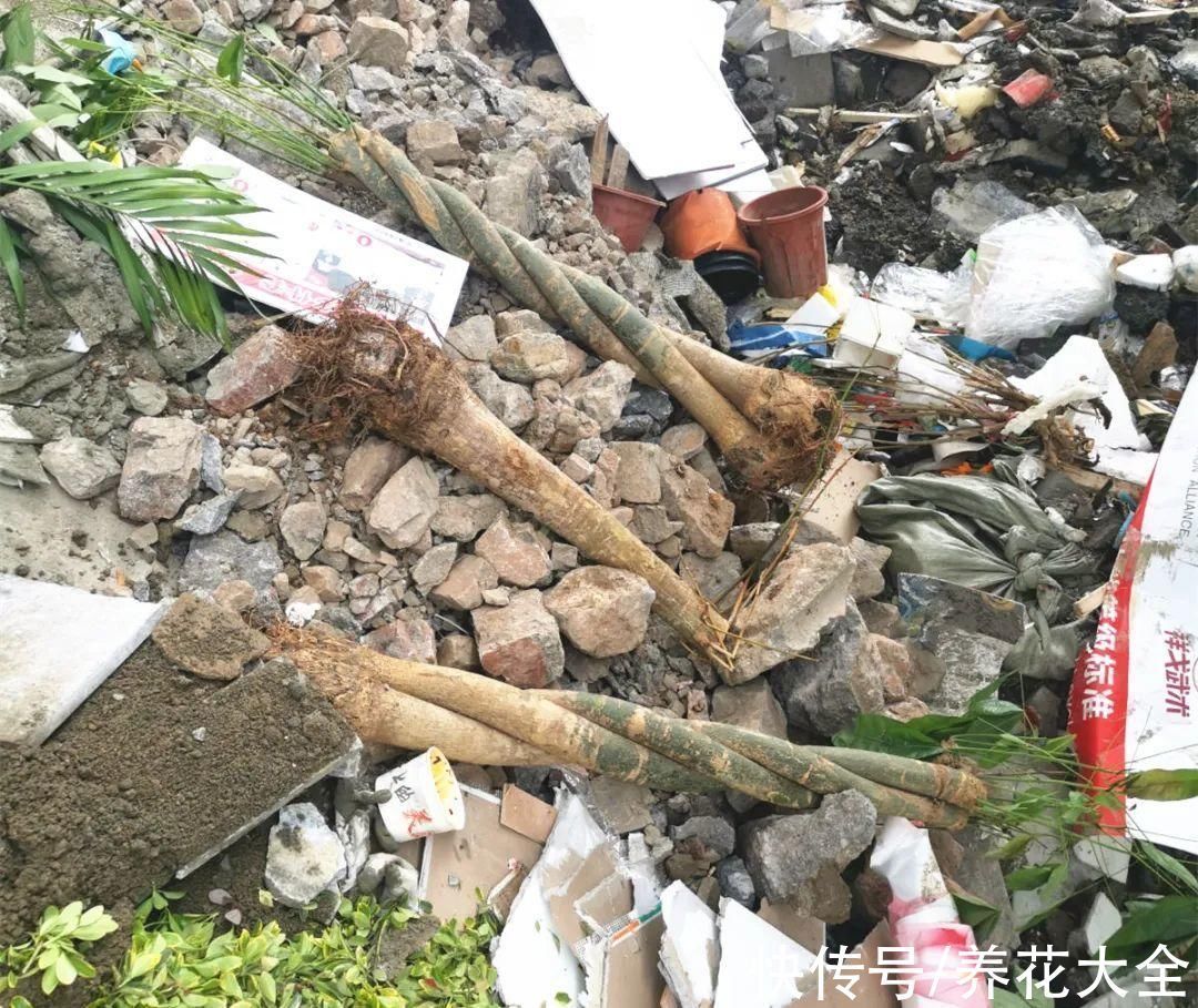 养花大棚倒闭,“贵货花”路边扔了一地,后悔没带个大麻袋