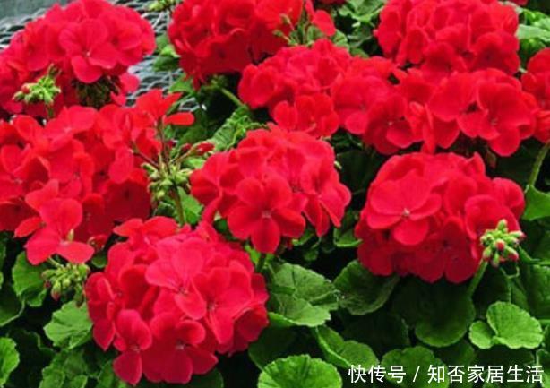 新手养护花卉,掌握重要3步,花开不断,叶绿花多,开成大花球