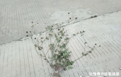 因果實原因，常被拔掉，殊不知此為“鬼見愁”，極為珍貴