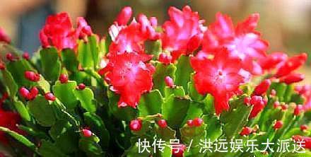 小齐|用这种“土”养蟹爪兰,不花钱,养分足,叶片肥厚,开花棒!