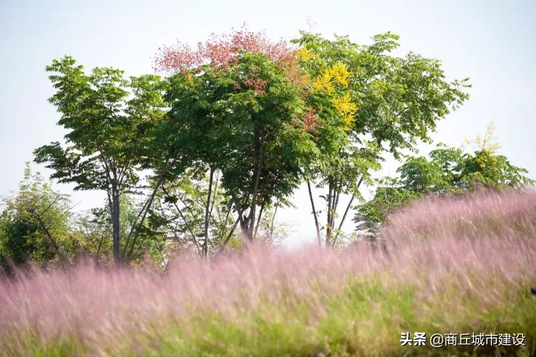 粉红色的回忆|太浪漫：商丘小伙，赶紧带你相中的那个她来打卡