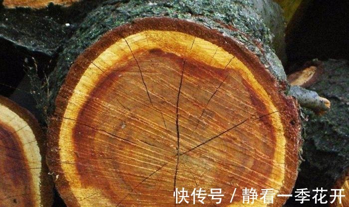 装修|业主花300买棵树锯成小段, 自创“纯实木”地板, 效果比瓷砖还棒!