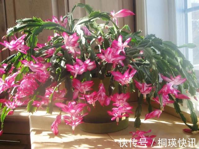 秋季养“蟹爪兰”,10天浇1碗肥水,开花多3倍,花朵大、花色艳