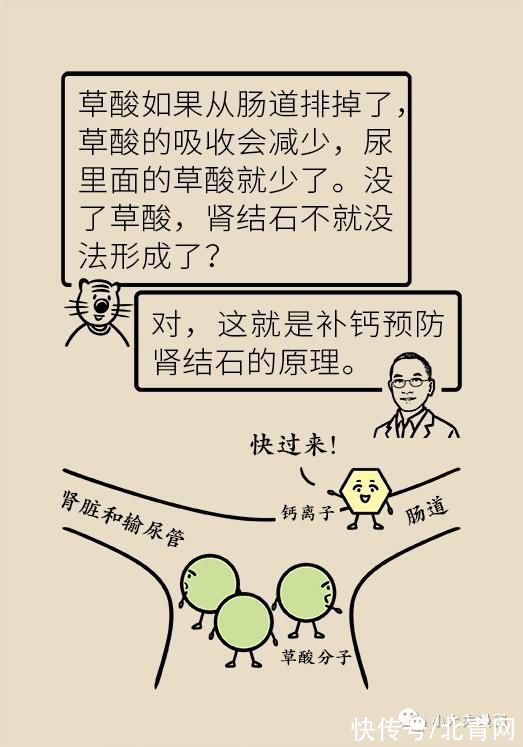 骨量|怕骨折，去补钙，会补出肾结石吗？骨量减少应该这么解决