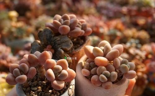 温差|养多肉制造温差,可不可以白天露养温度低,晚上搬到室内温度高?