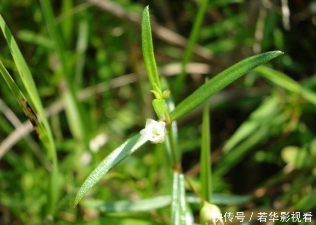 清热解毒|这两味药能抗癌、提高免疫力，配伍使用效果更好