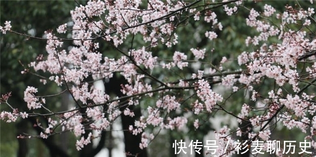 梅花@梅花相思诗词解读,人人心里,有棵梅花树