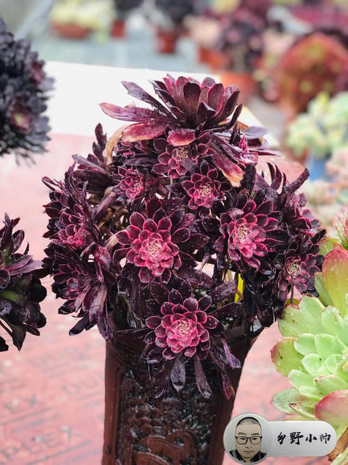 喜欢法师多肉老桩？小帅告诉你法师可以这样养。