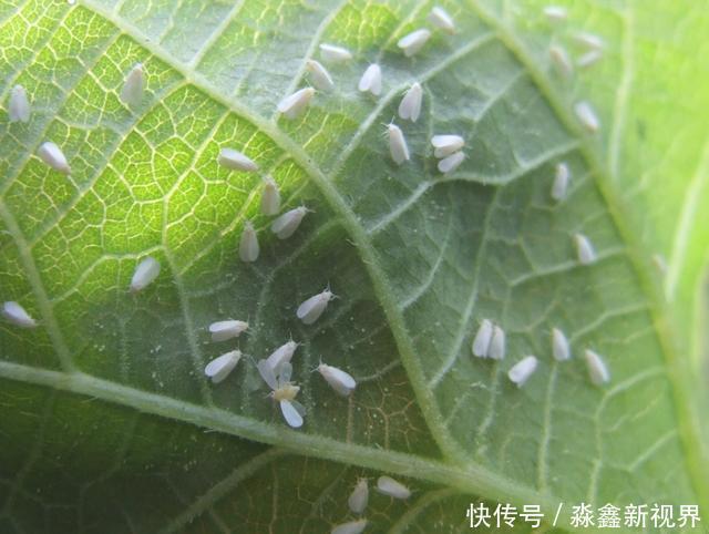 养花时很容易出现的6种病虫害,蚜虫、介壳虫和红蜘蛛都要可清除