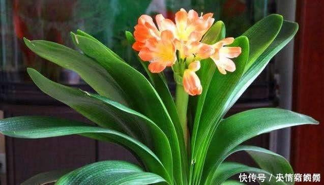 这6种漂亮花，天一热就死，夏天别再买，白花钱养不活