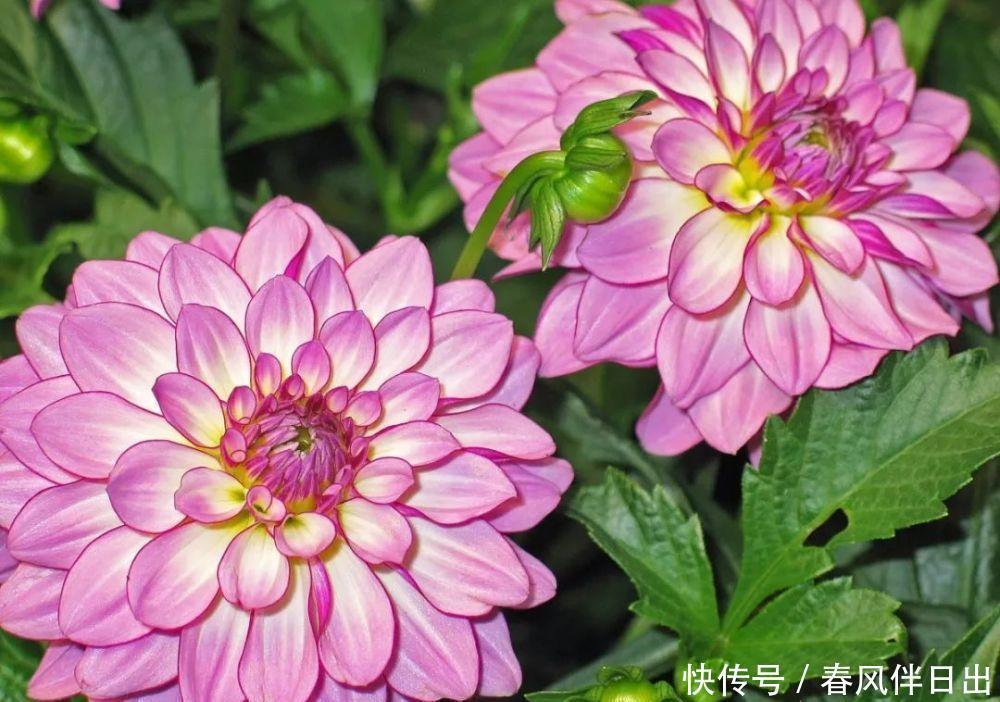 连开半年的花,花朵大姿态美,这个优质品种你养过吗?