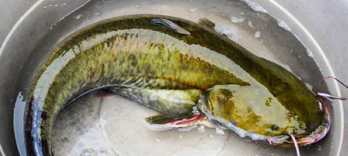 被人“误解”最多的鱼,5元1斤无人买,比甲鱼营养比鲫鱼好吃