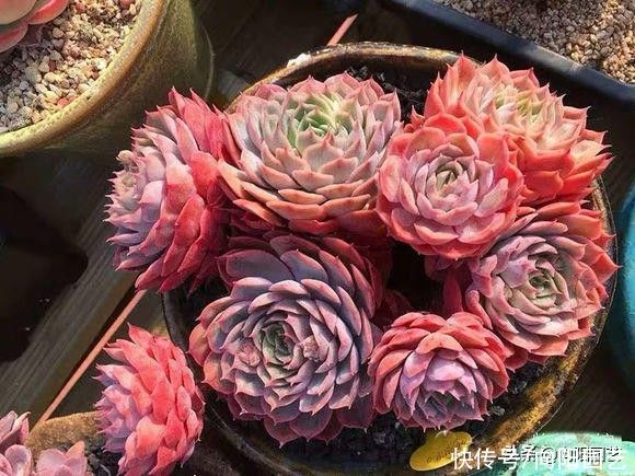 浇水|养好多肉难吗?一点都不难,只要少浇水,多肉基本不会死