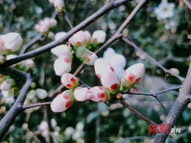 花开天府，春节赏花看过来