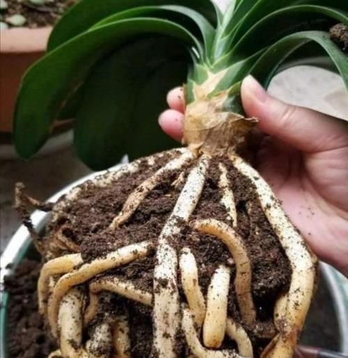 为花卉换盆，少做这2件事，等于白忙活