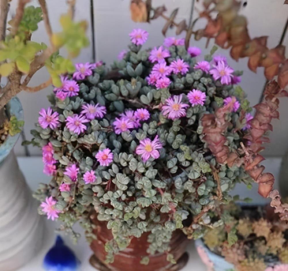 赏花|4款可以开花的多肉植物,观叶赏花都好看,皮实好养,适合新手
