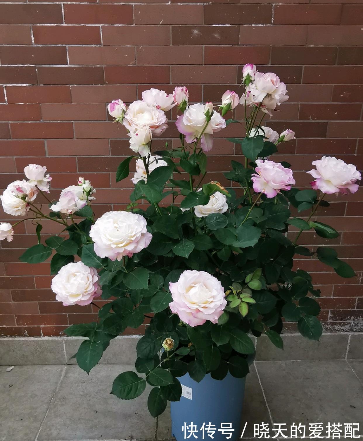 月季花|月季花界的“天使”,自带仙气,浓香四溢,丰花勤花,阳台也能种