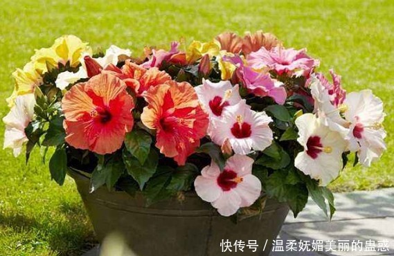 盆栽|阳台养款“爆盆机器”，浇水就疯长，不占地方有香味，值得拥有