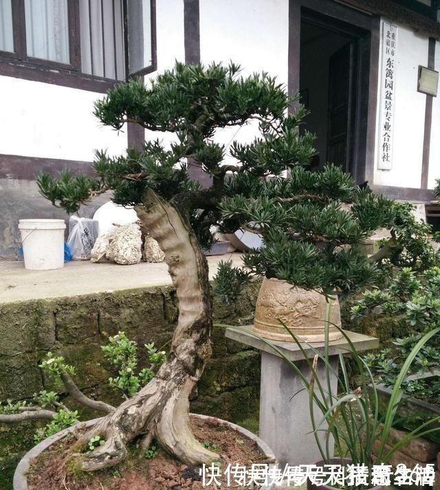 盆景|都说这种树很贵!其实剪根“枝条”,埋土里就能长,不用花钱买!