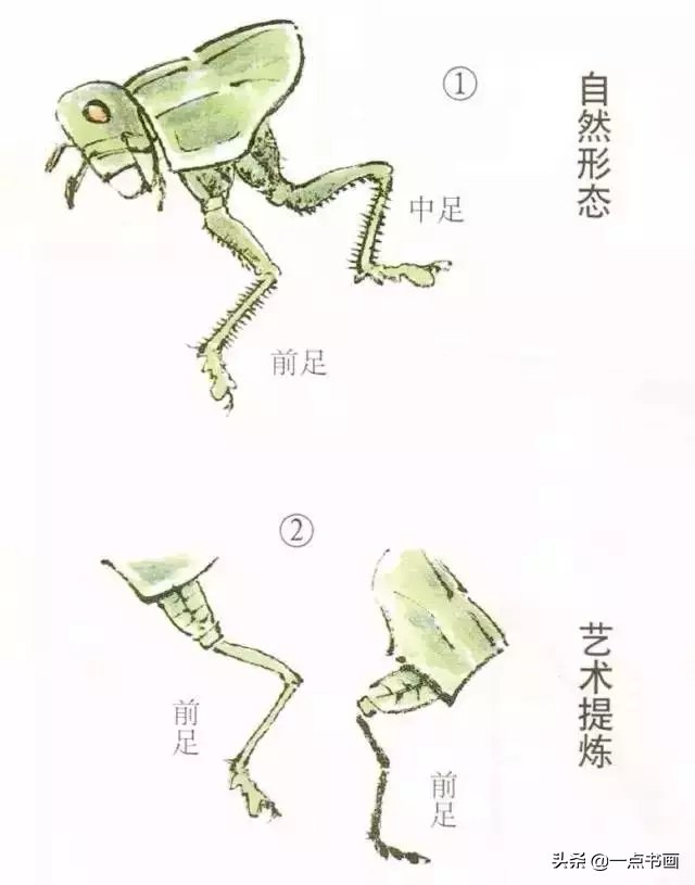 蝈蝈@国画教程——蝈蝈的画法